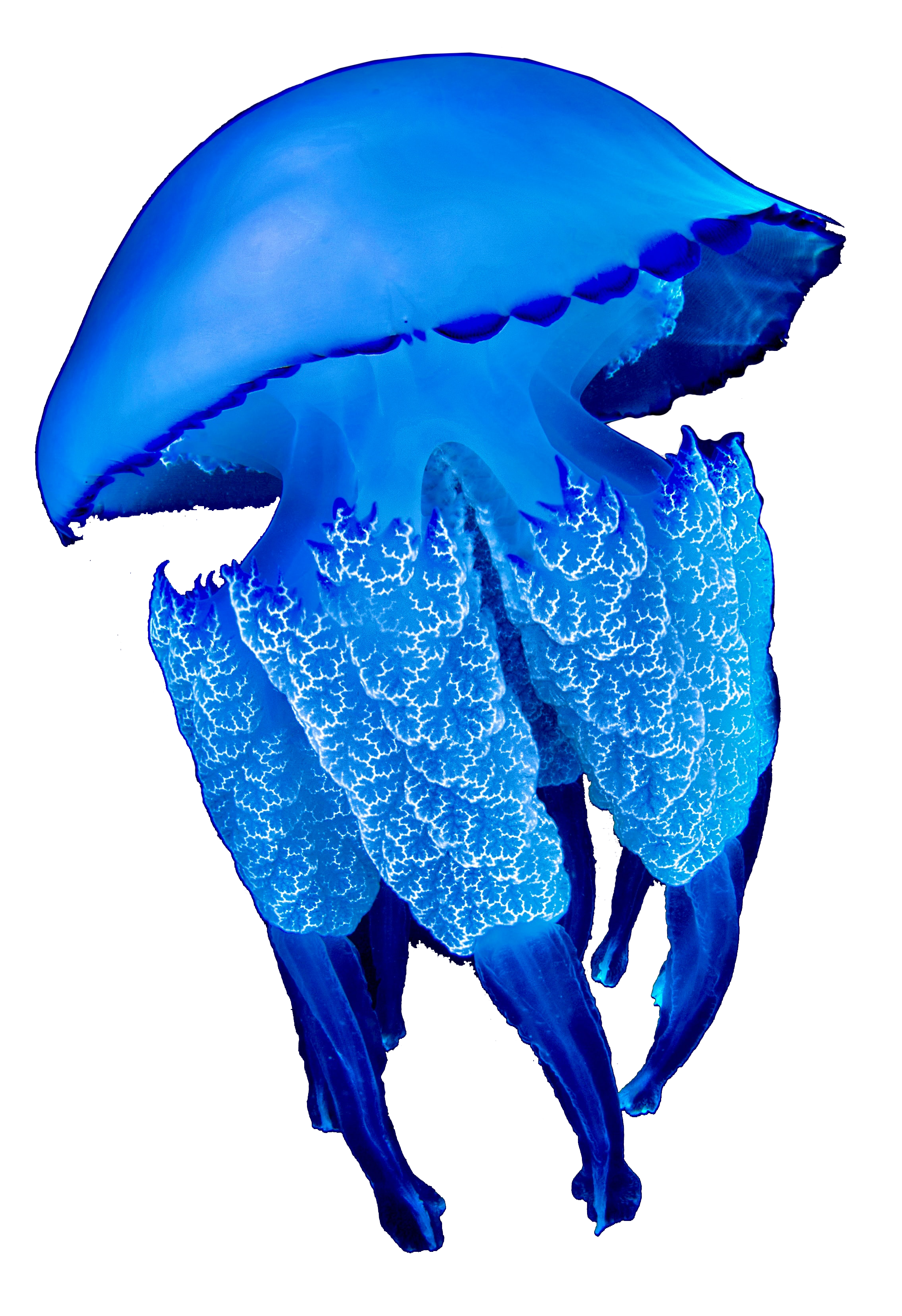 Blue Jellyfish