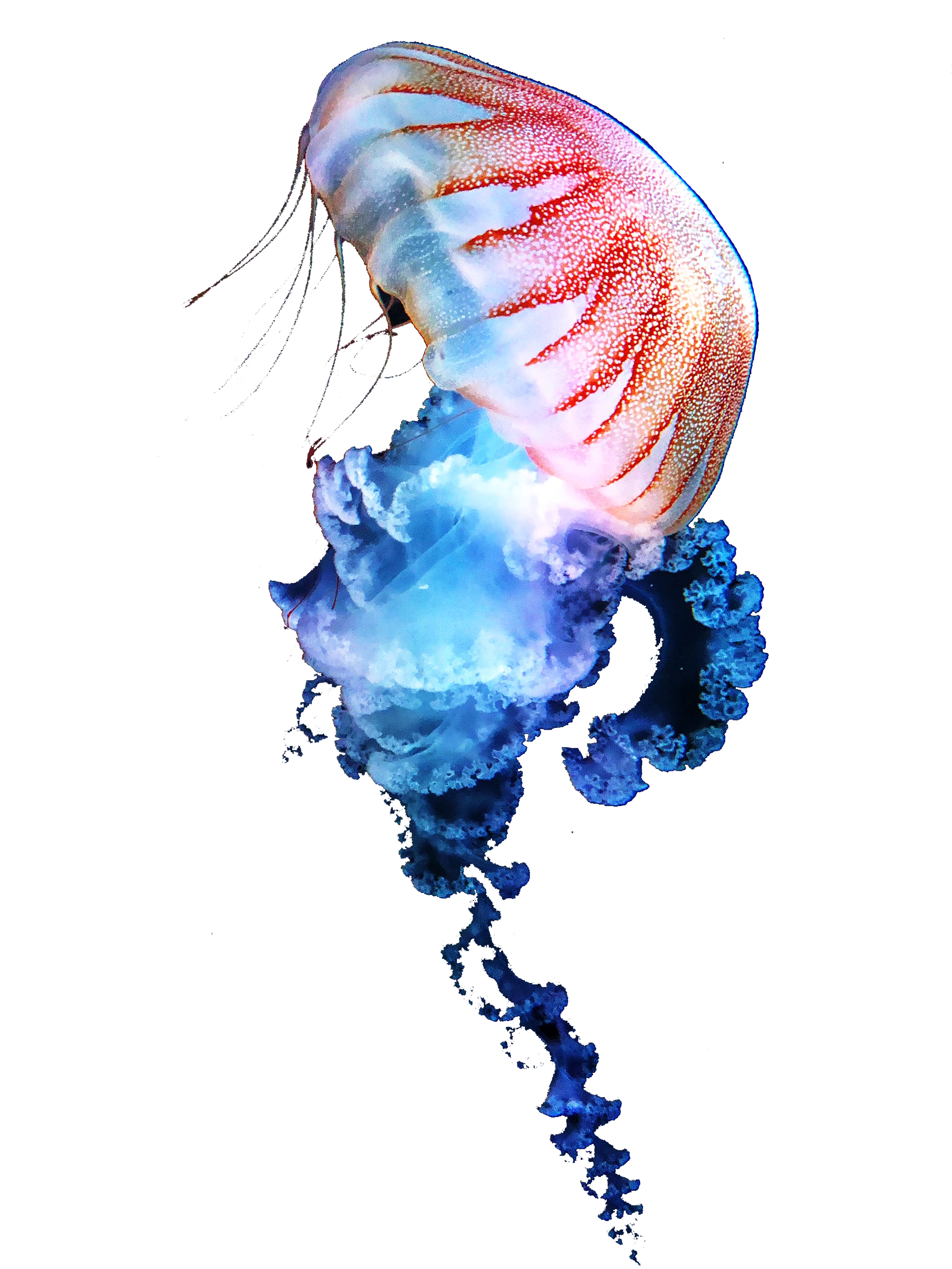 Pink and Blue Jellyfish