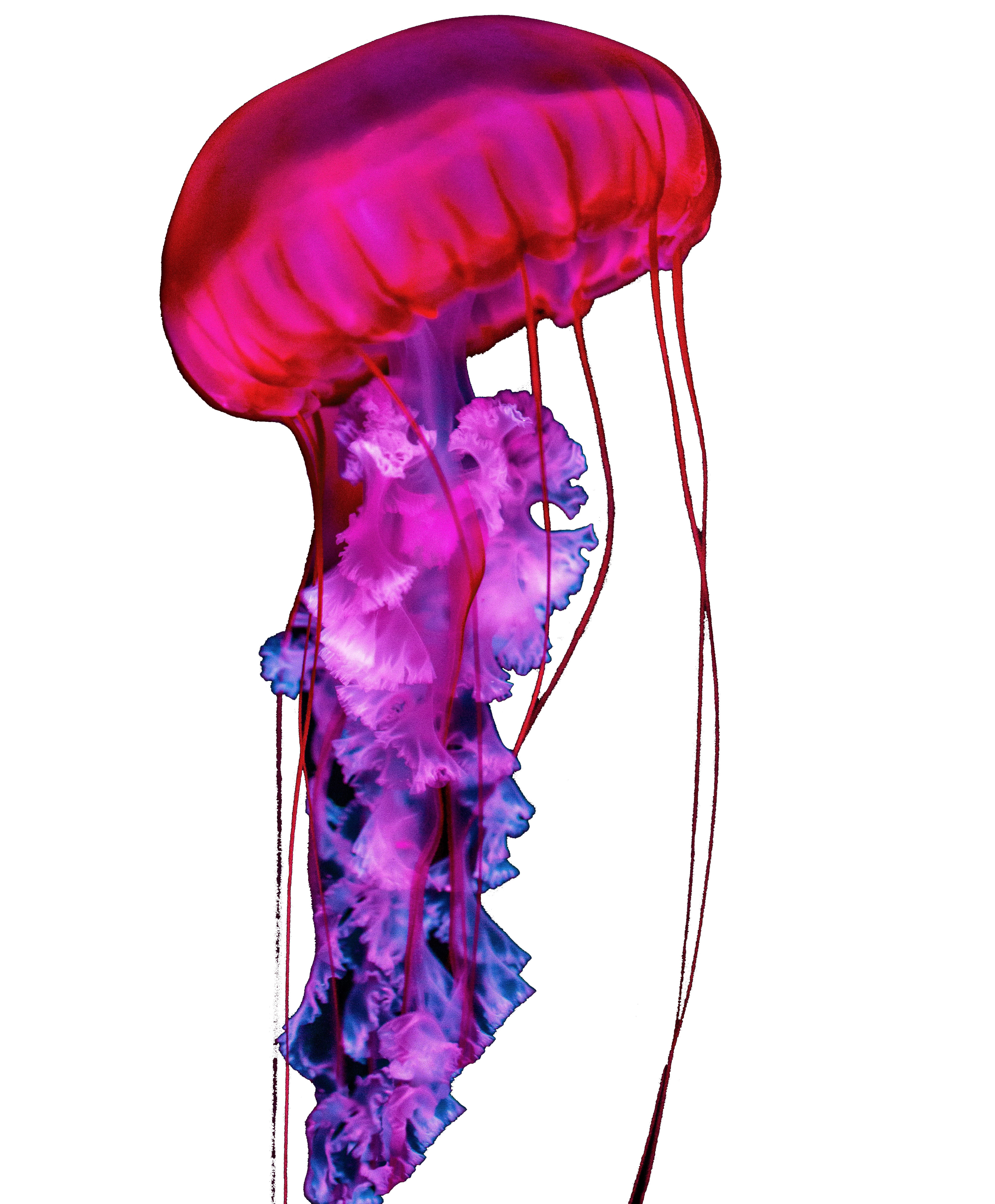 Pink Jellyfish