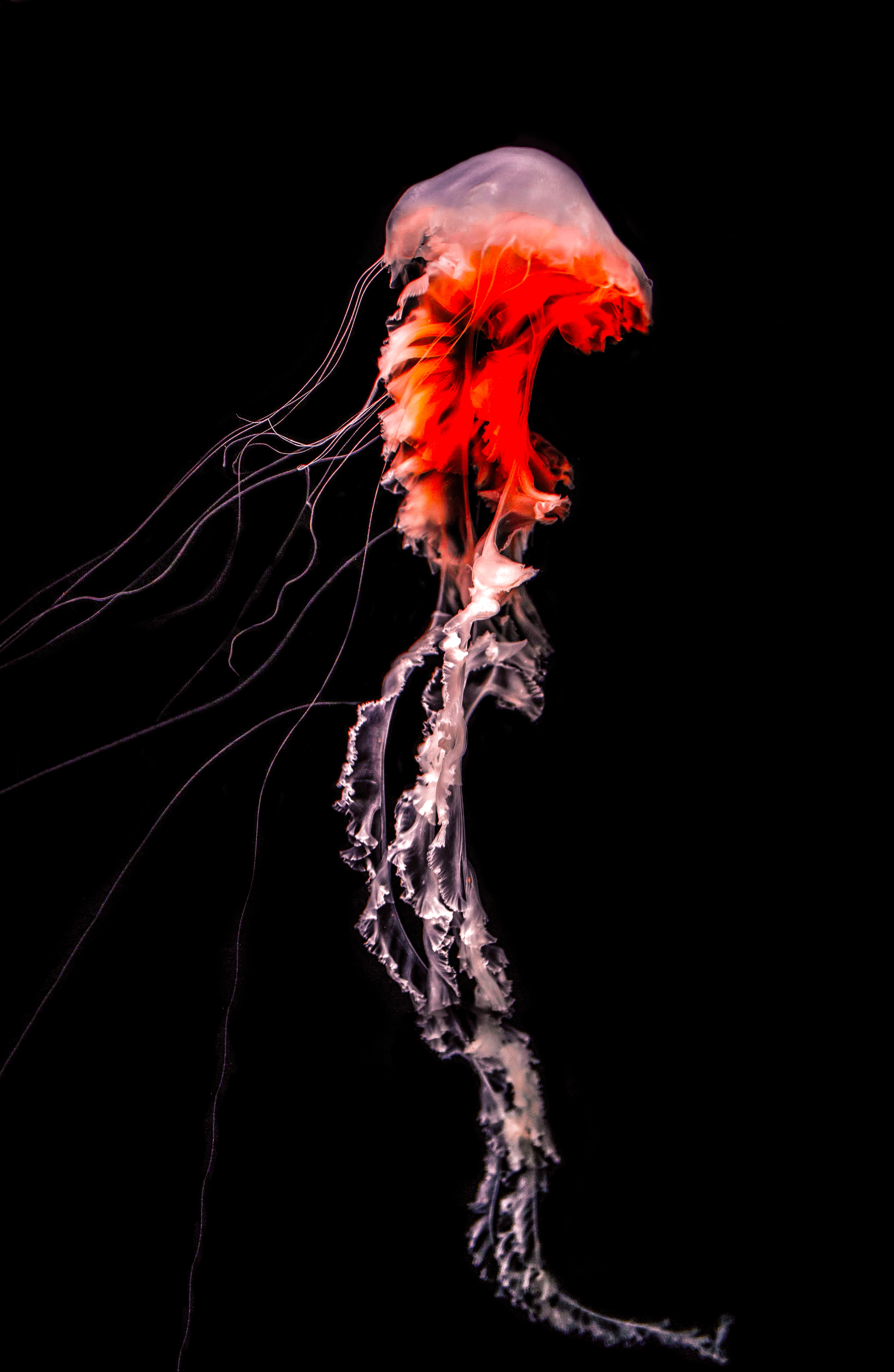 Red Jellyfish