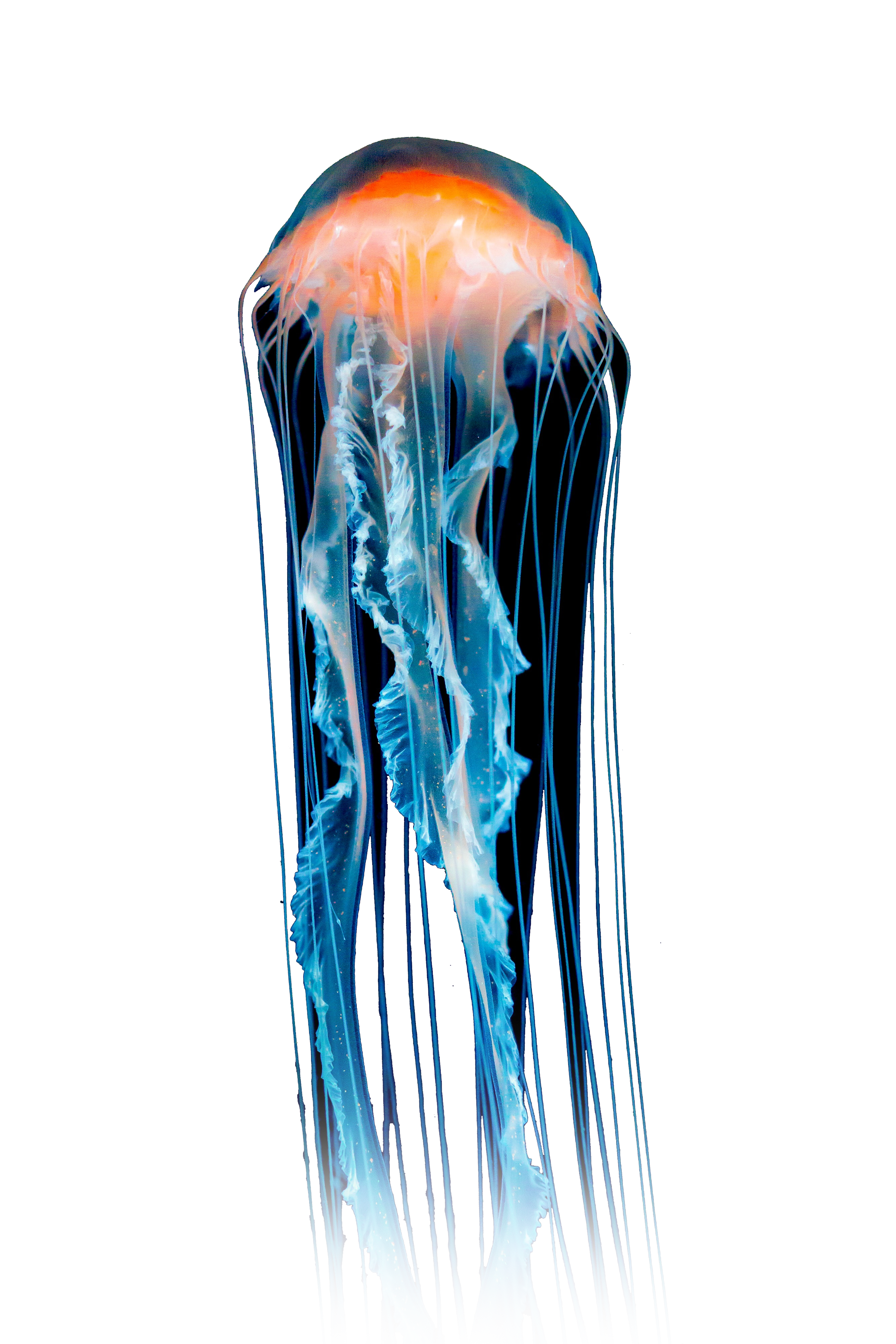 Orange and Blue Jellyfish