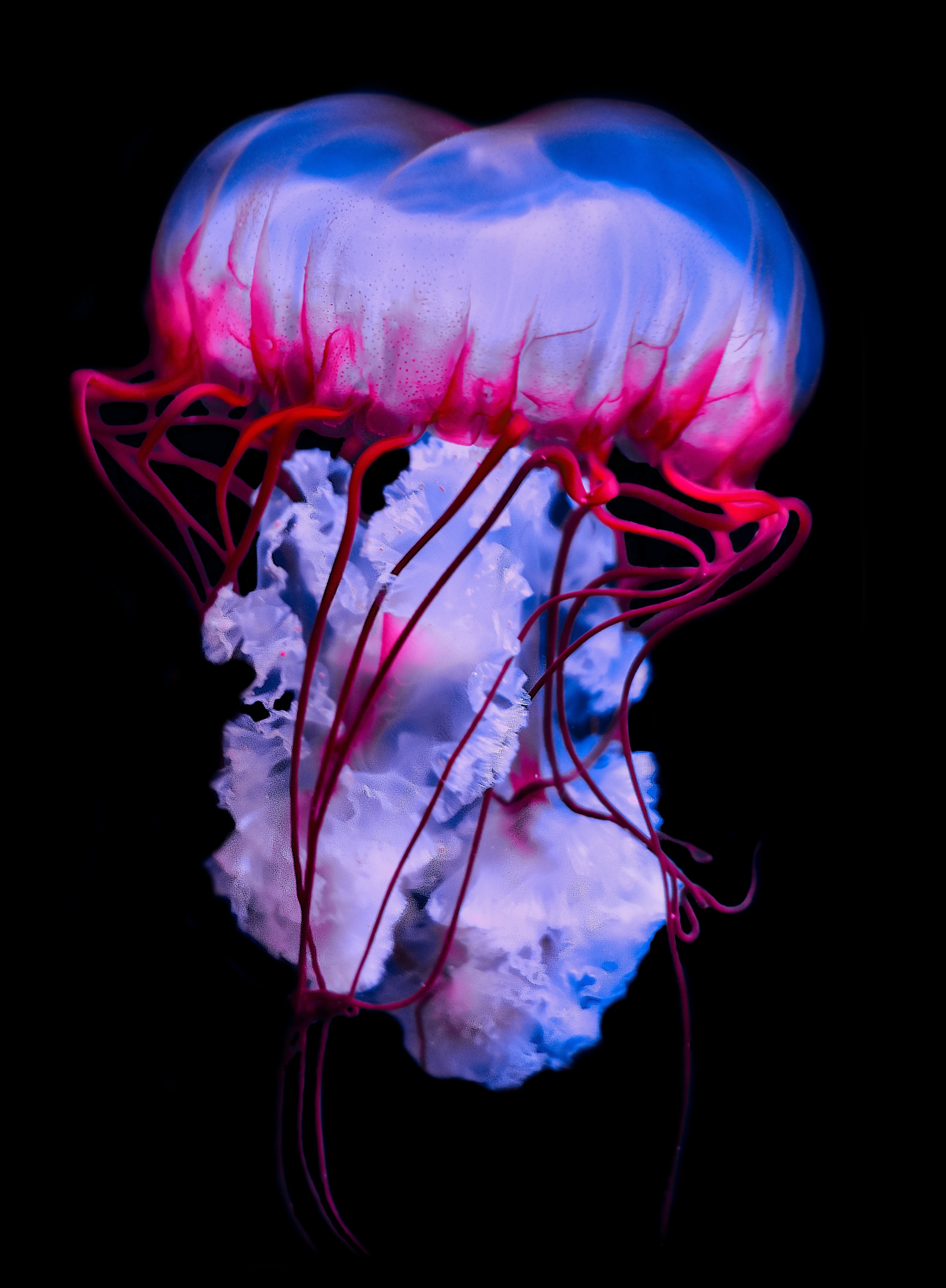 Purple Jellyfish