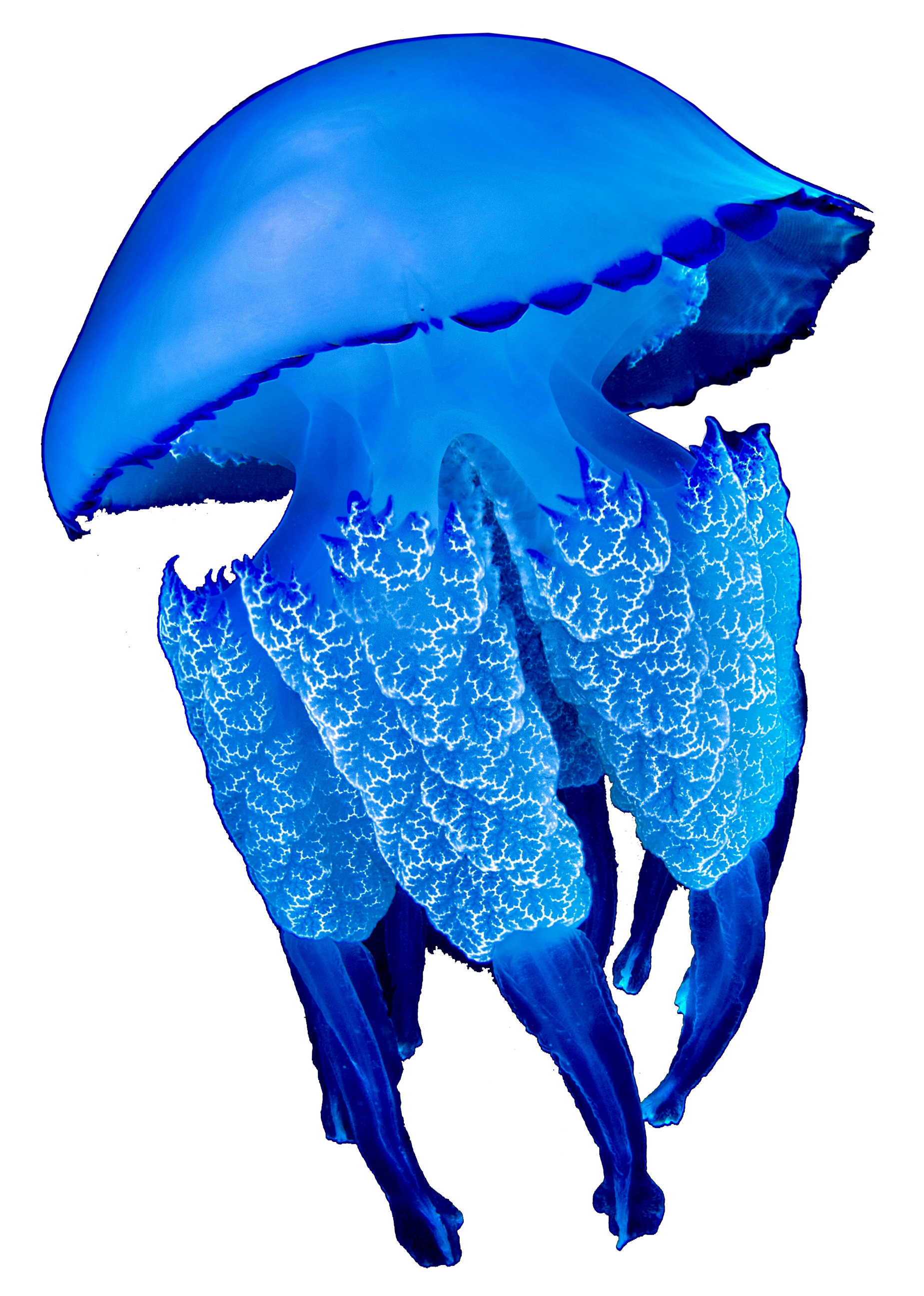 Blue Jellyfish