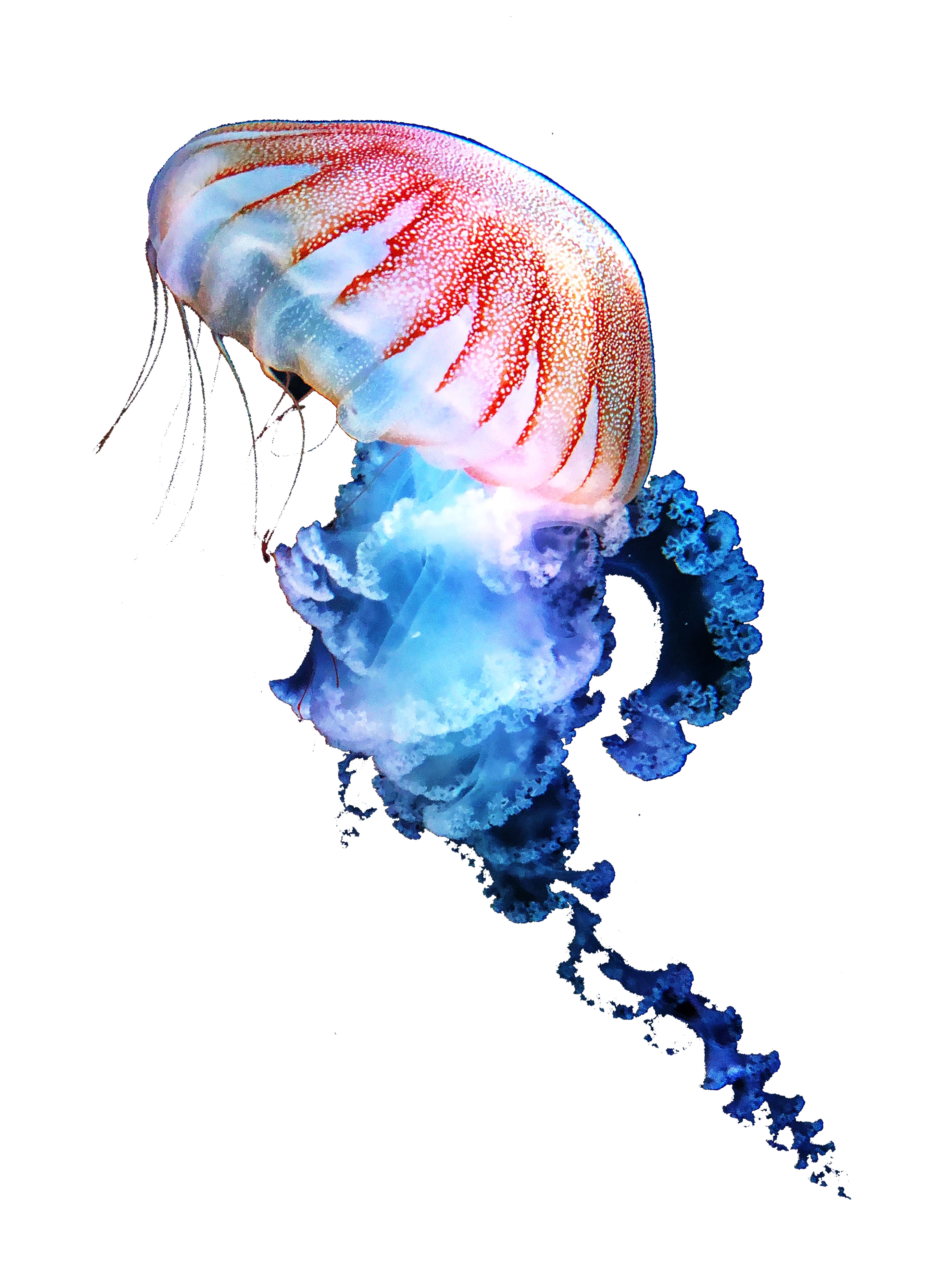 Pink and Blue Jellyfish