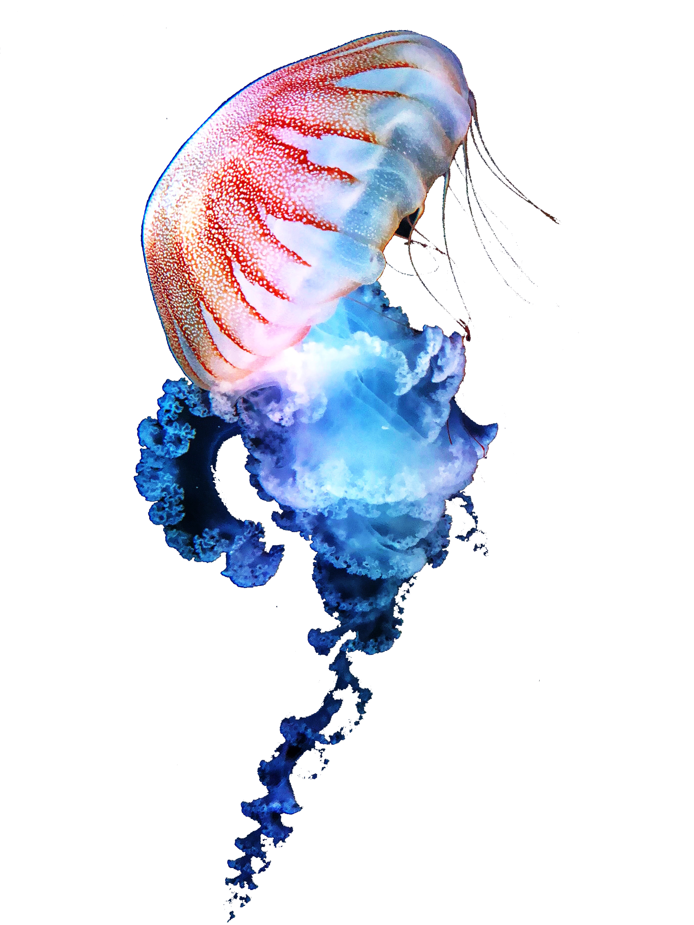 Pink and Blue Jellyfish