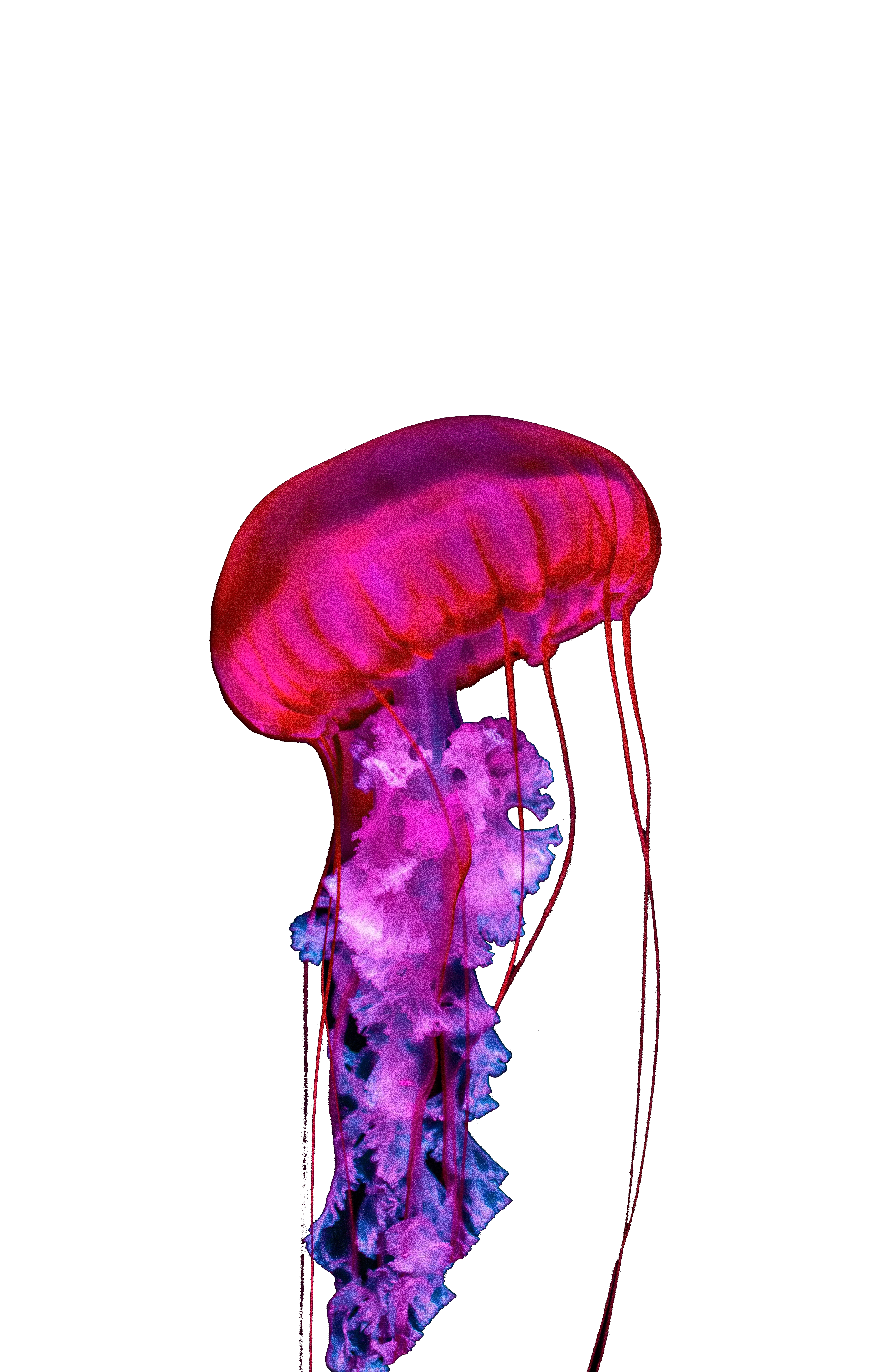Pink Jellyfish