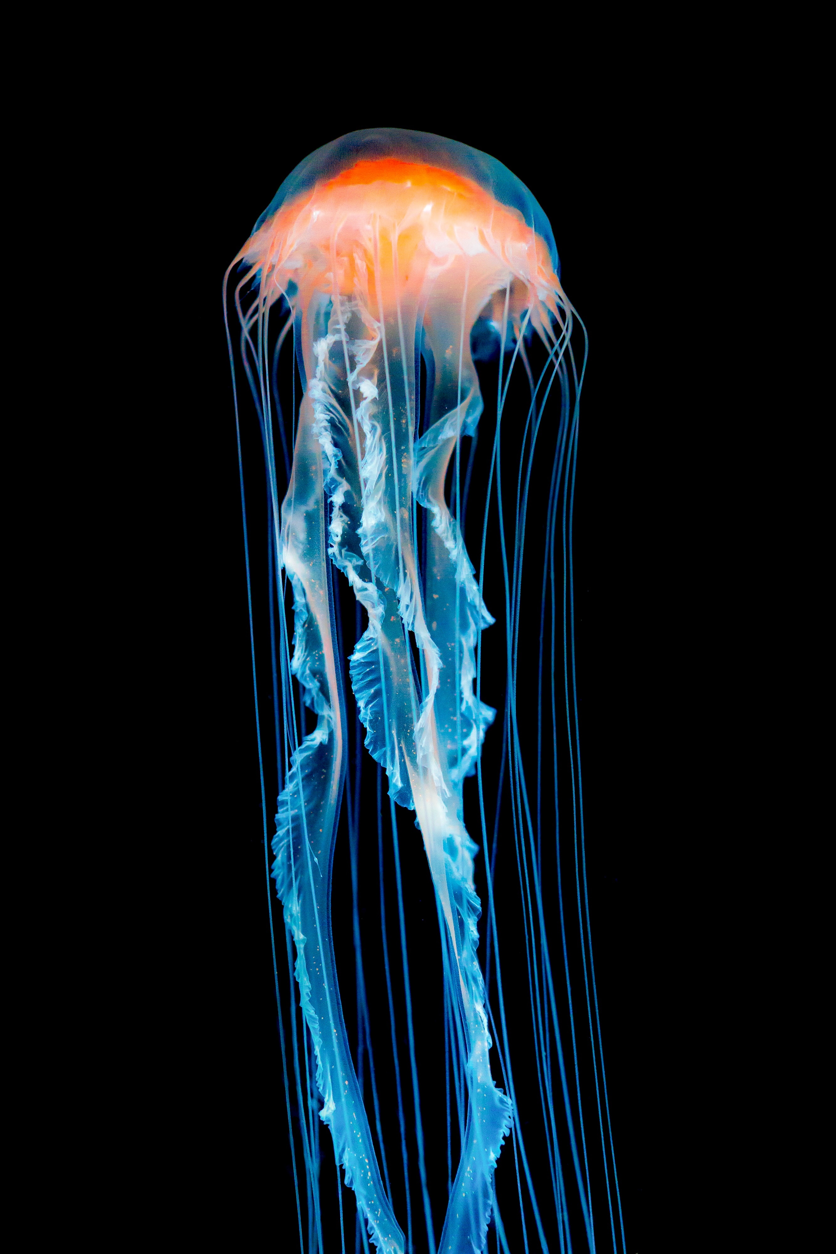 Orange and Blue Jellyfish