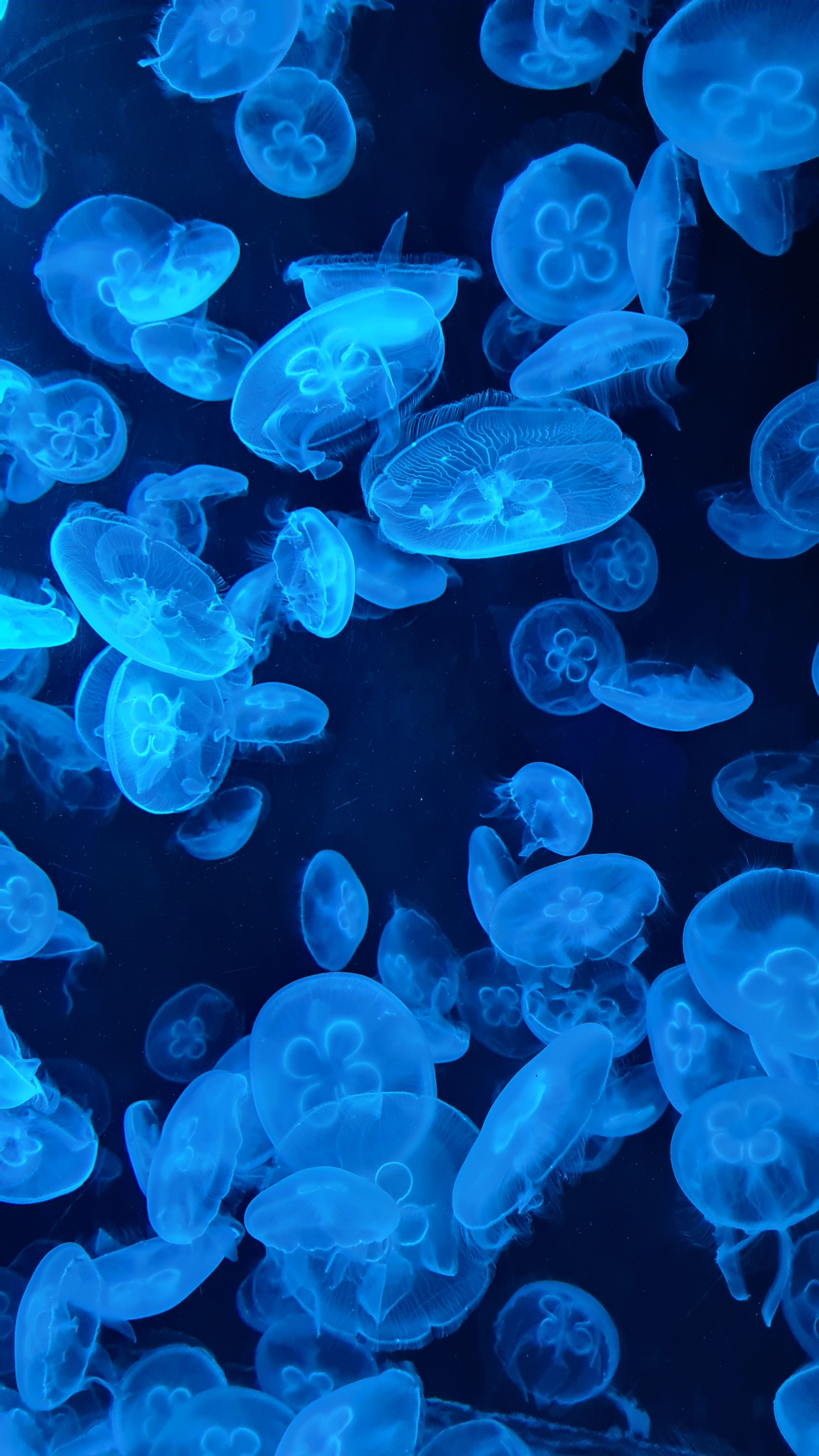 Jellyfish