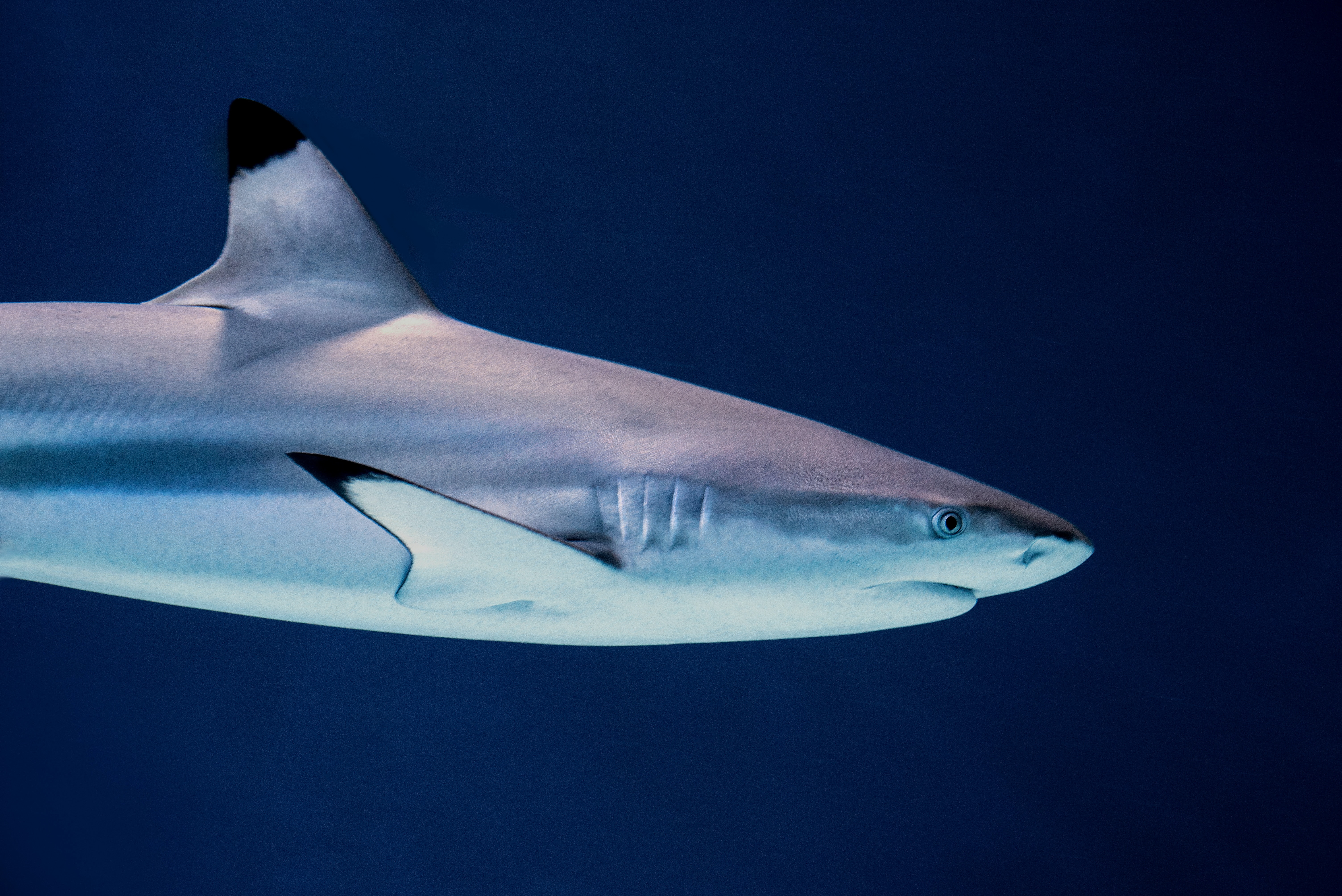 Shark