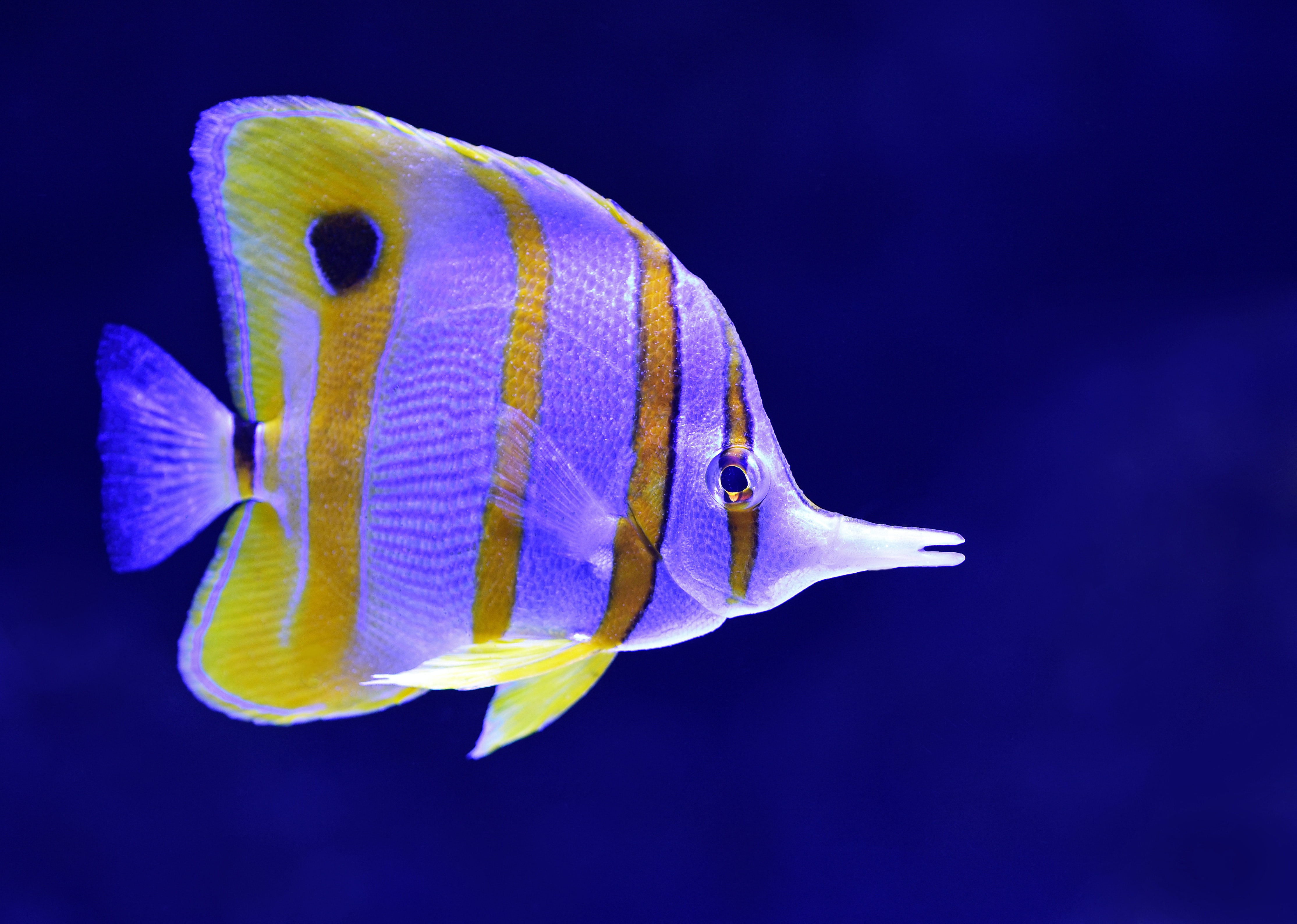 Tropical Fish